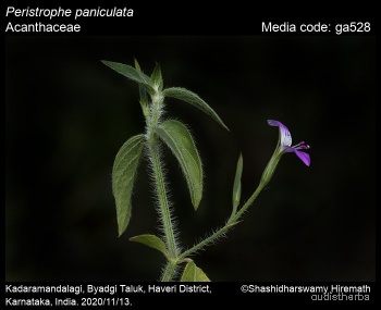 Peristrophe bicalyculata flower4.jpg